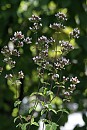 Oregano